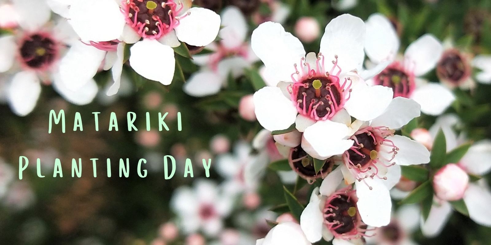 Banner image for Matariki Planting Day 