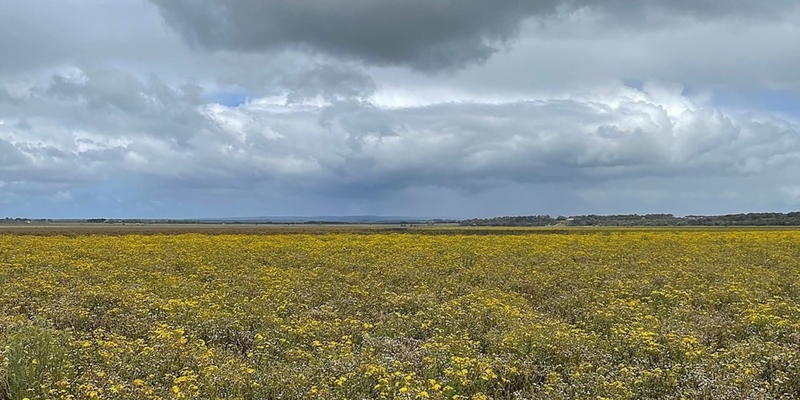 Banner image for FIELD TRIP: Lake Modewarre with Jane Bartier & Kate Gorringe-Smith