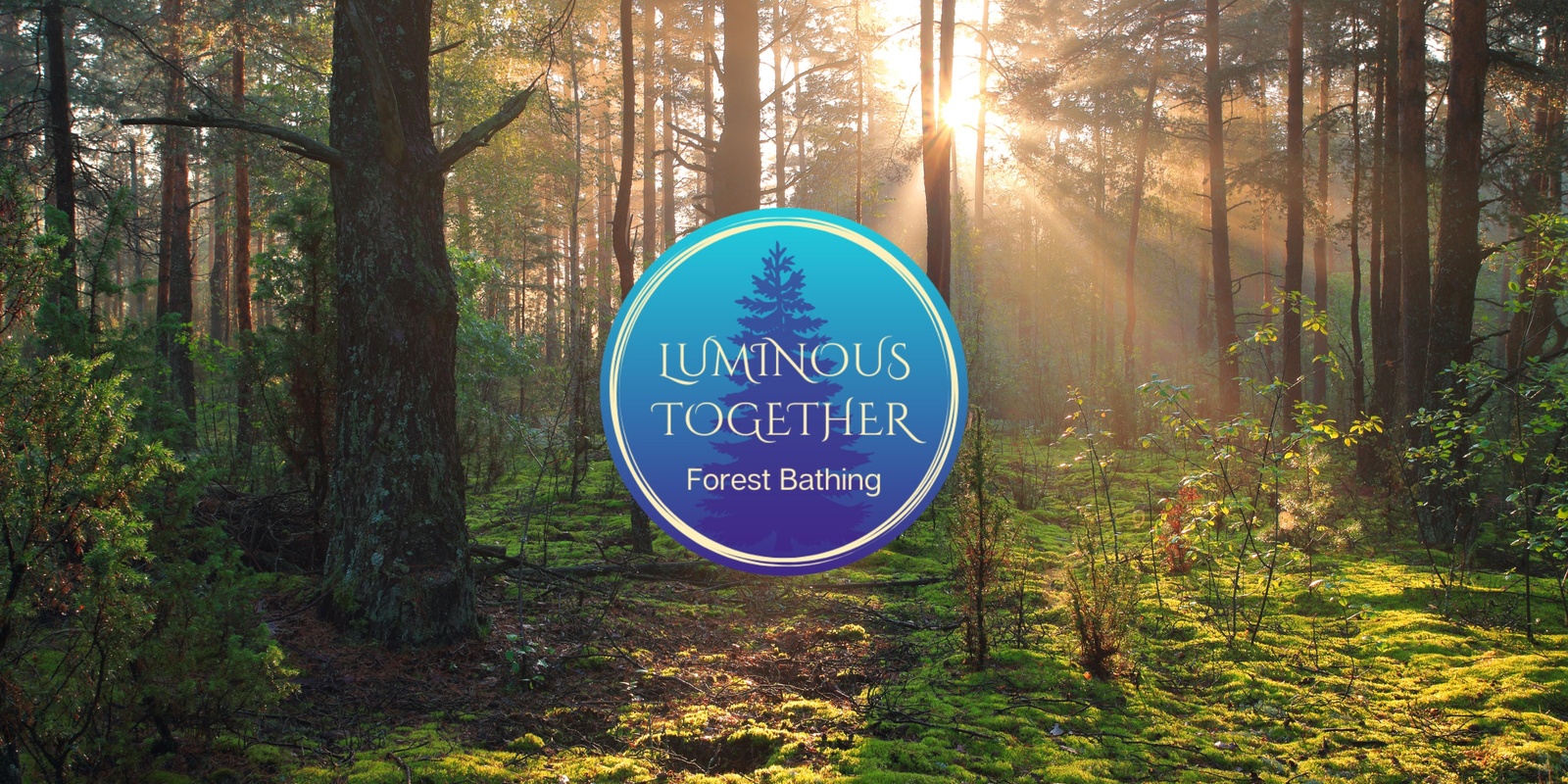 Banner image for Luminous Together Online Forest Bathing Walk | 12/11/2024