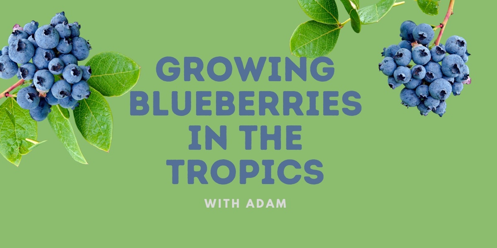 Banner image for Growing Blueberries in the Tropics