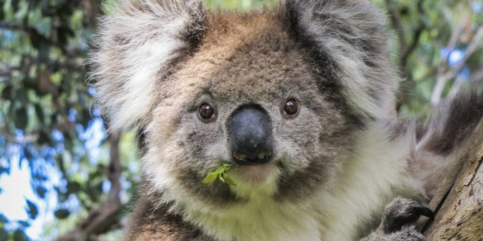 Banner image for The Koala in the Ovens Catchment