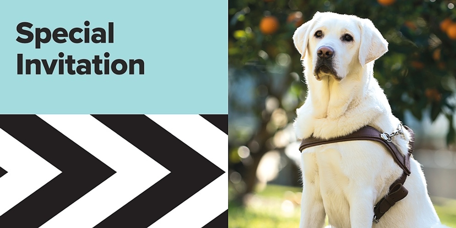 Banner image for Guide Dogs Online Info Session  - ACT and Regional NSW