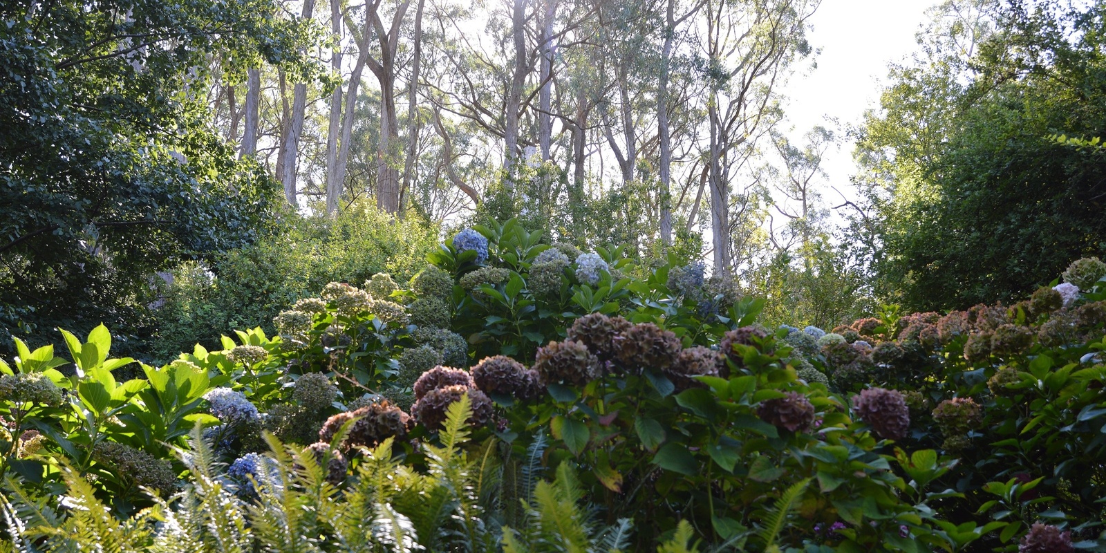 Banner image for Nature Based Wellbeing: Mindfulness in the heart of the Gardens