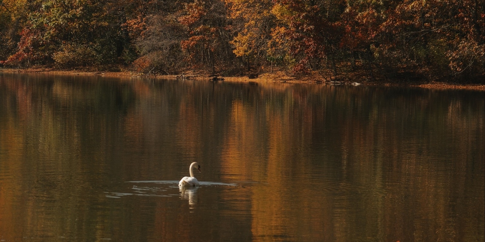 Banner image for Autumnal Magic - Forest Bathing + Watercolor Meditation