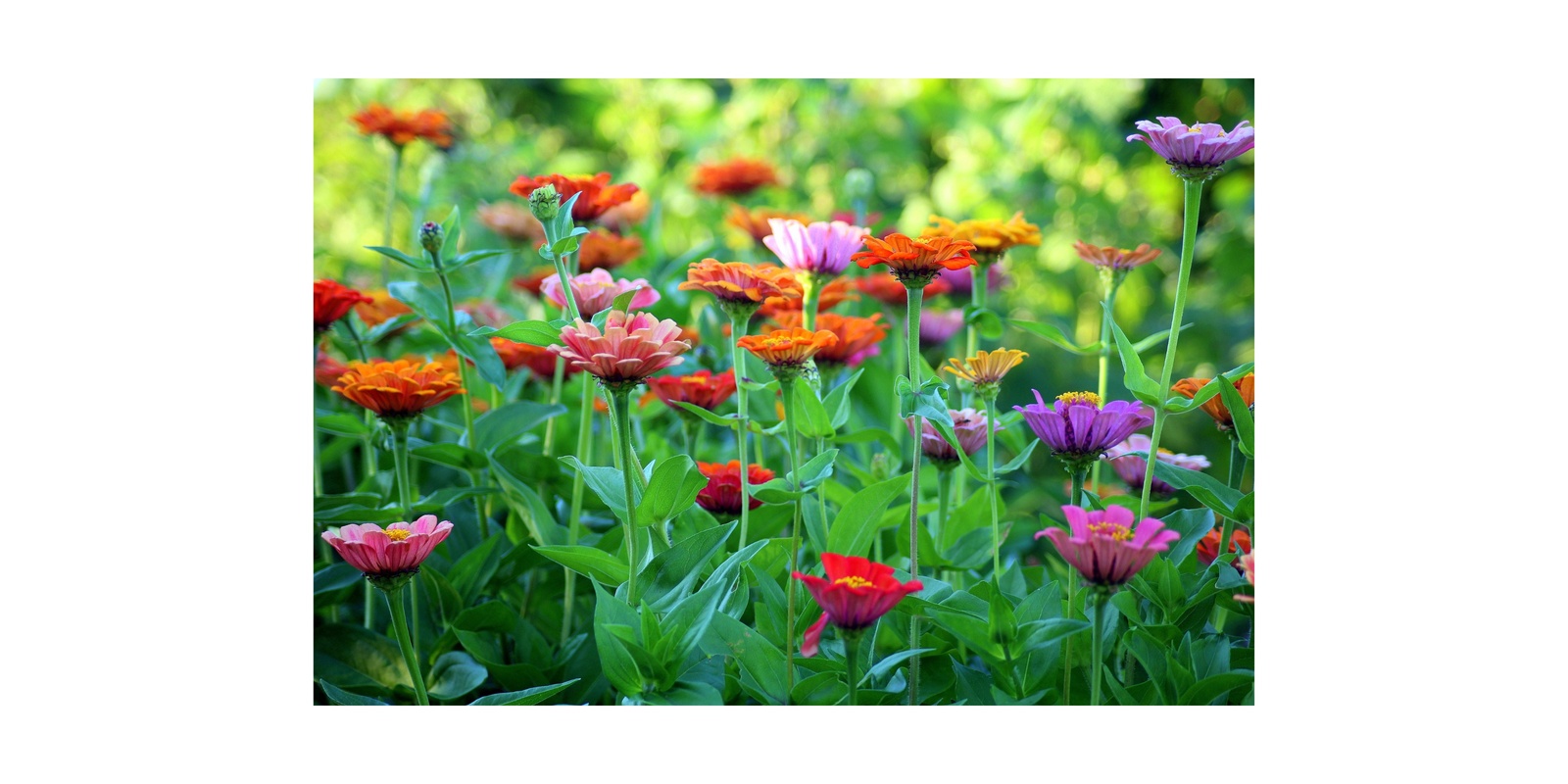 Banner image for Armidale Open Gardens I New England Garden Festival