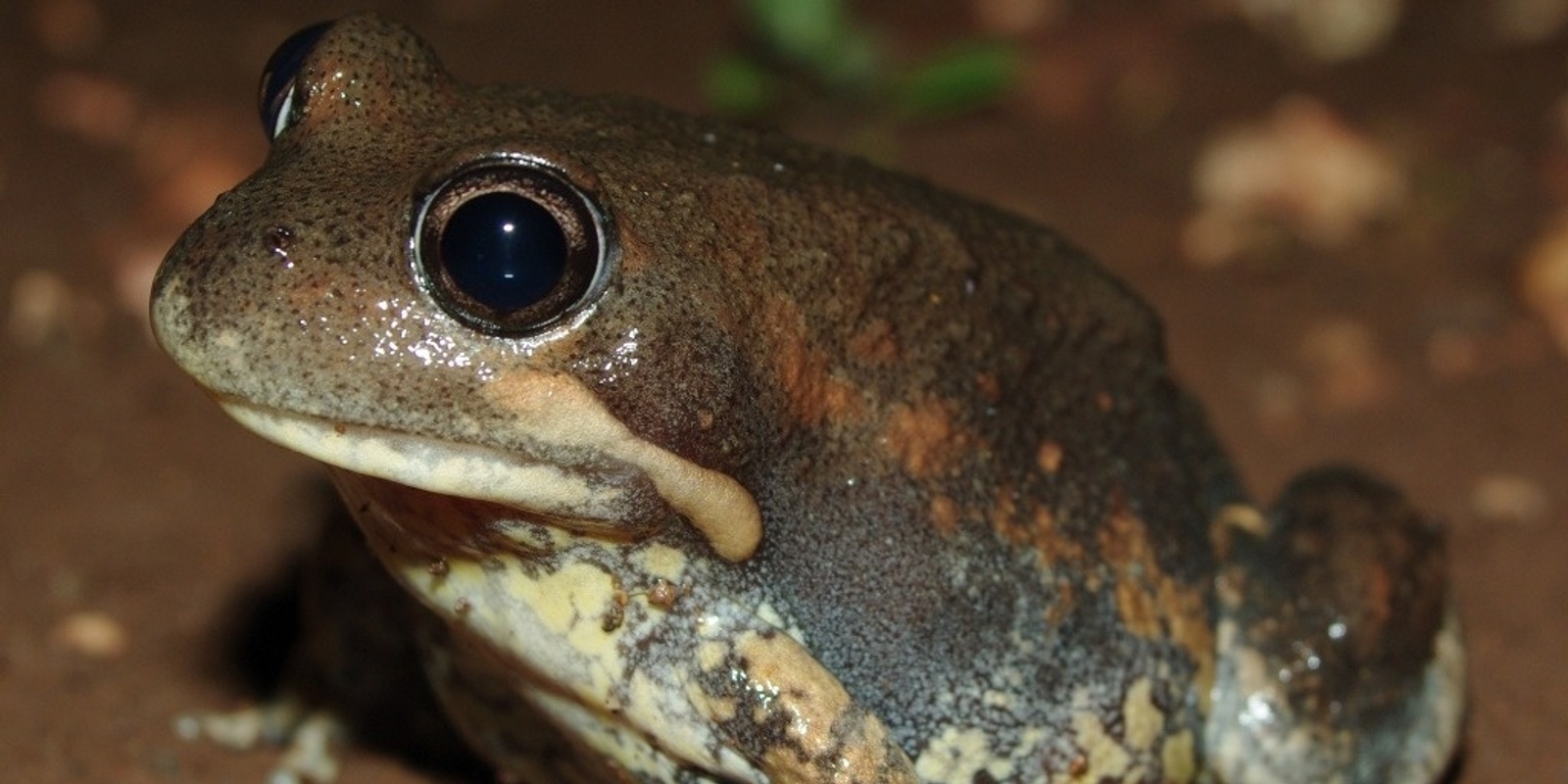 Banner image for Frogs of Gardiners Creek / KooyongKoot