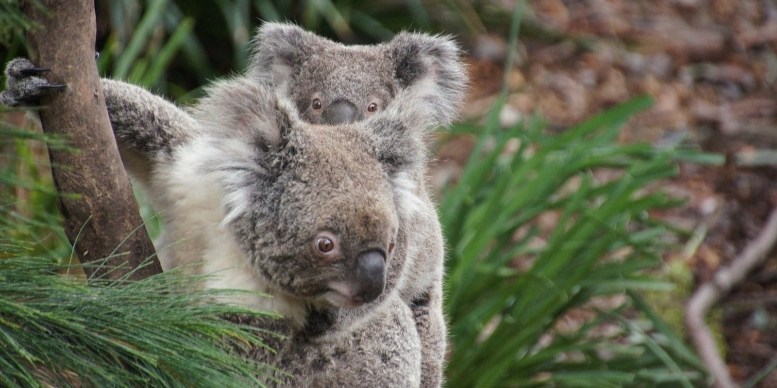 Banner image for 2024 Phillip Island Trip (T3) 