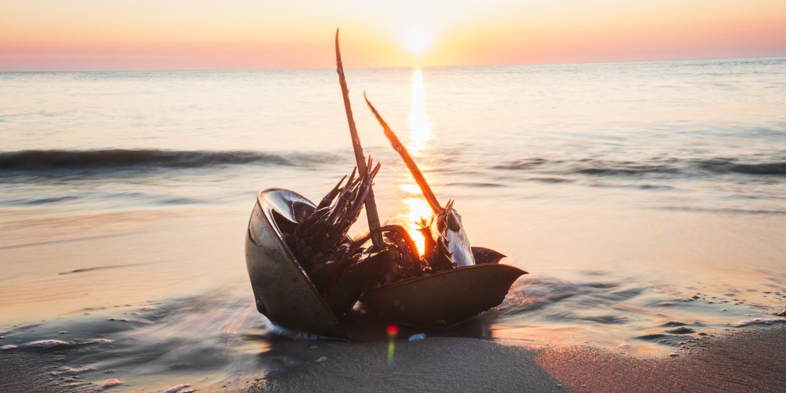 Banner image for Primeval Party: Horseshoe Crab Spawning at Cape May