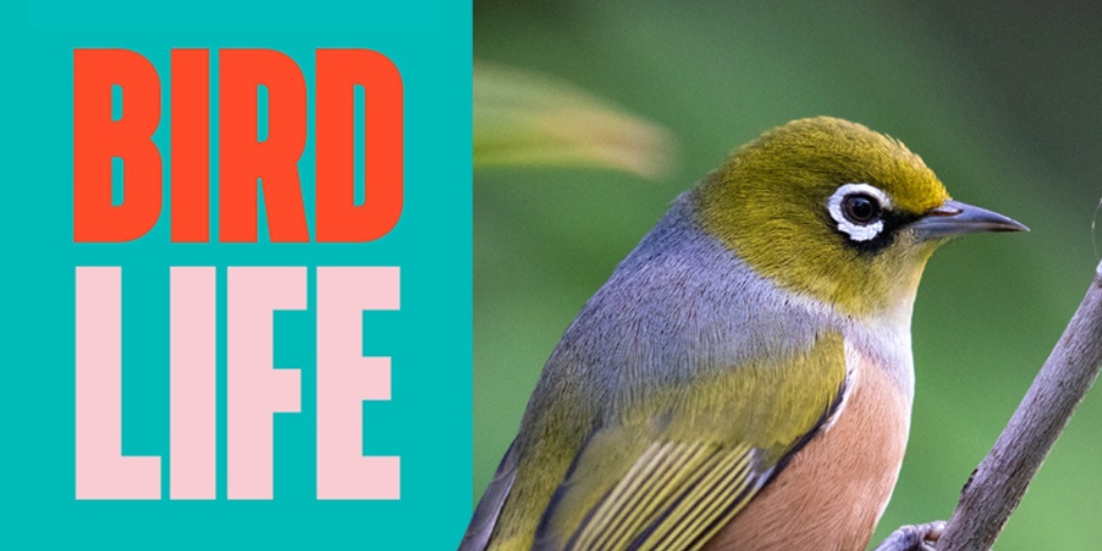Banner image for Harbour Grounds Bird Life