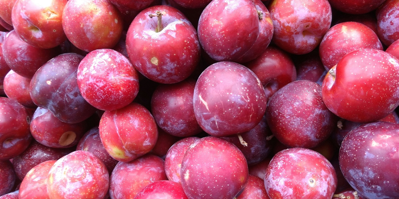 Banner image for Plums in Woodford