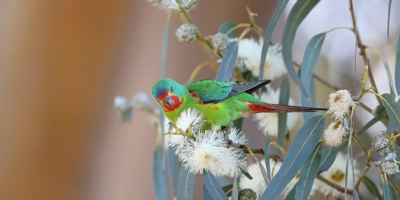 Banner image for CLT - Pelverata field day - Conserving Habitat for the Swift Parrot 