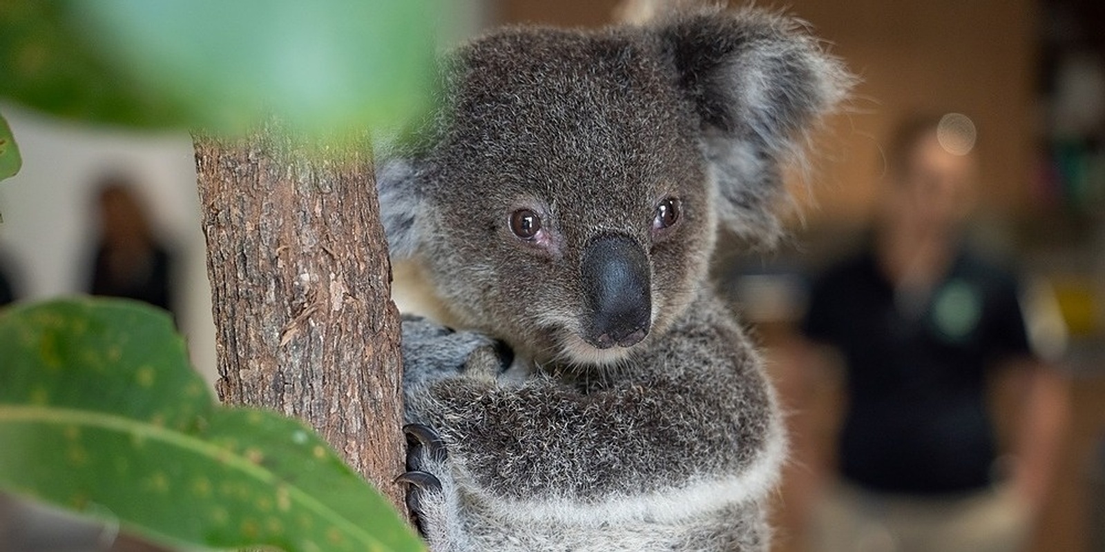 Banner image for Koala Research Webinar - Dr Ryan Witt