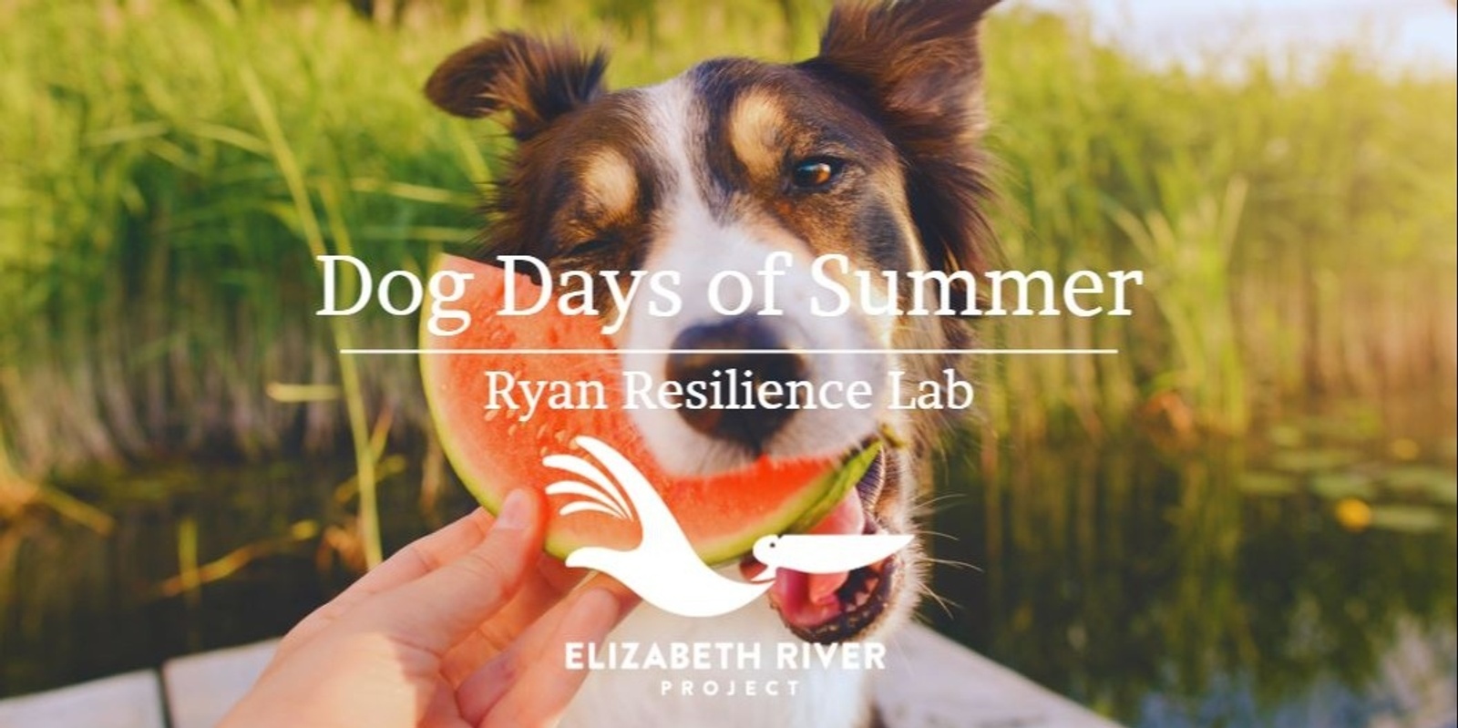 Banner image for Dog Days of Summer
