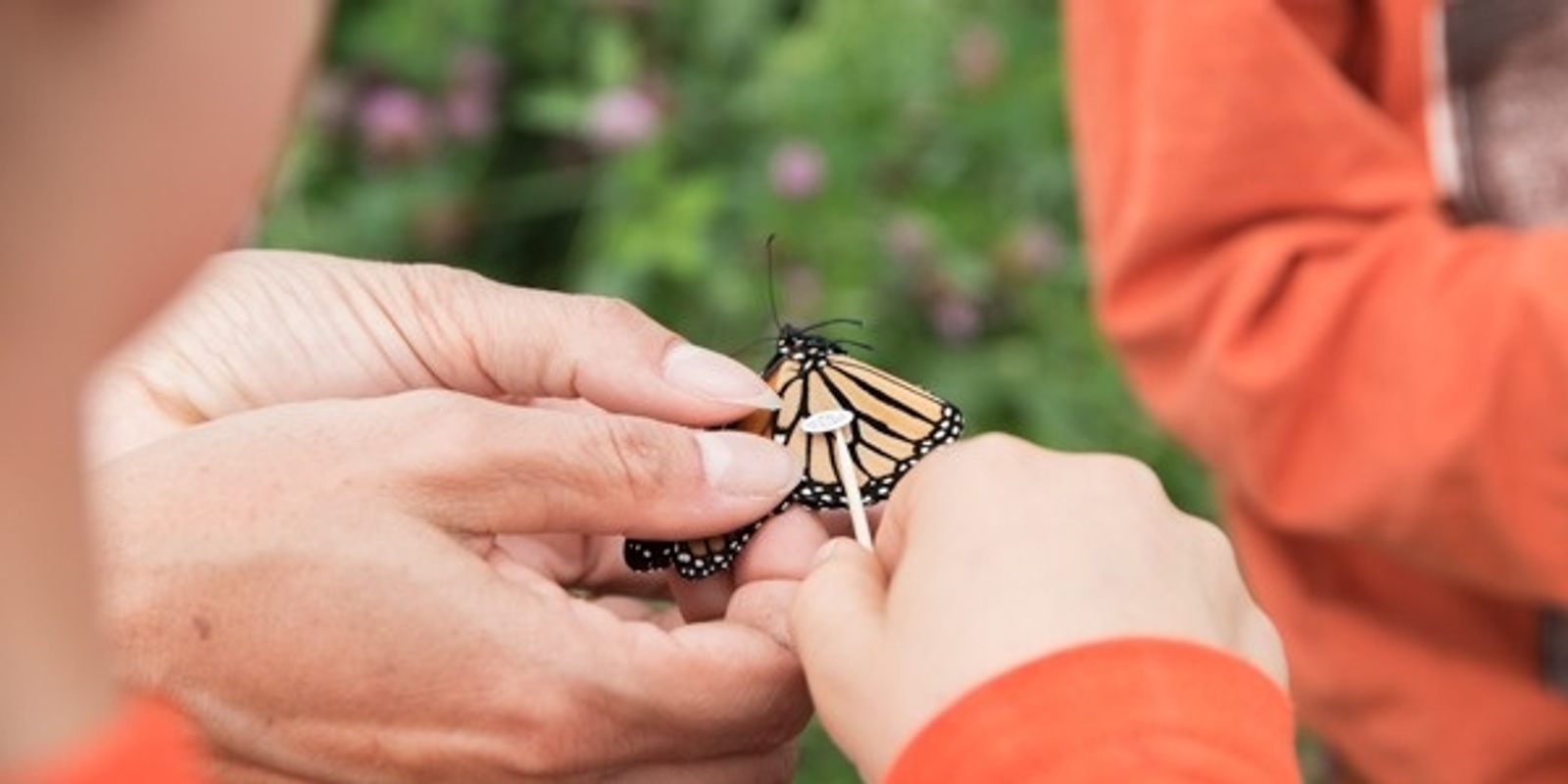 Banner image for Monarch Tagging Classes