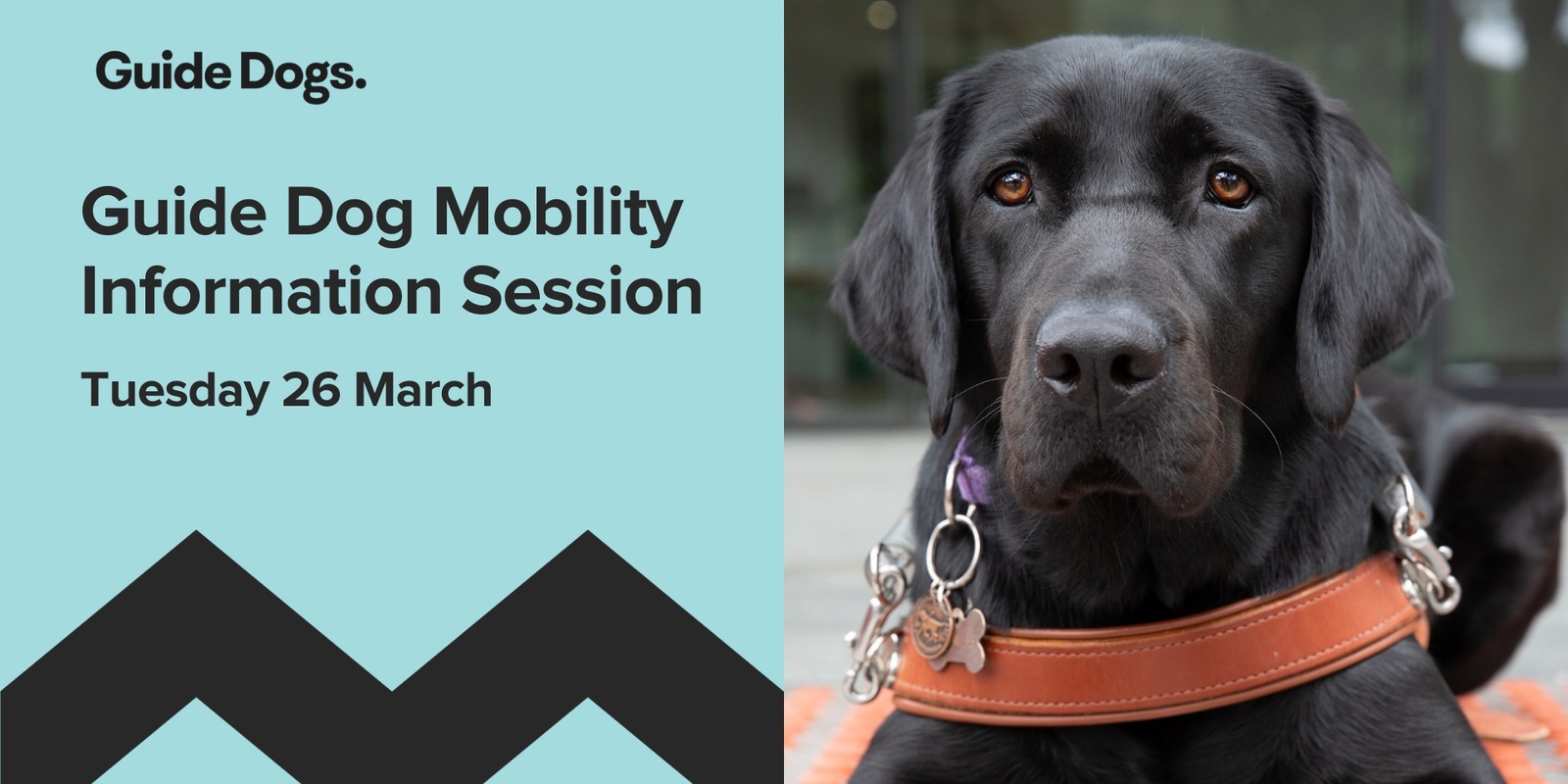 Banner image for Guide Dogs Victoria - Join us for a short Information Session 