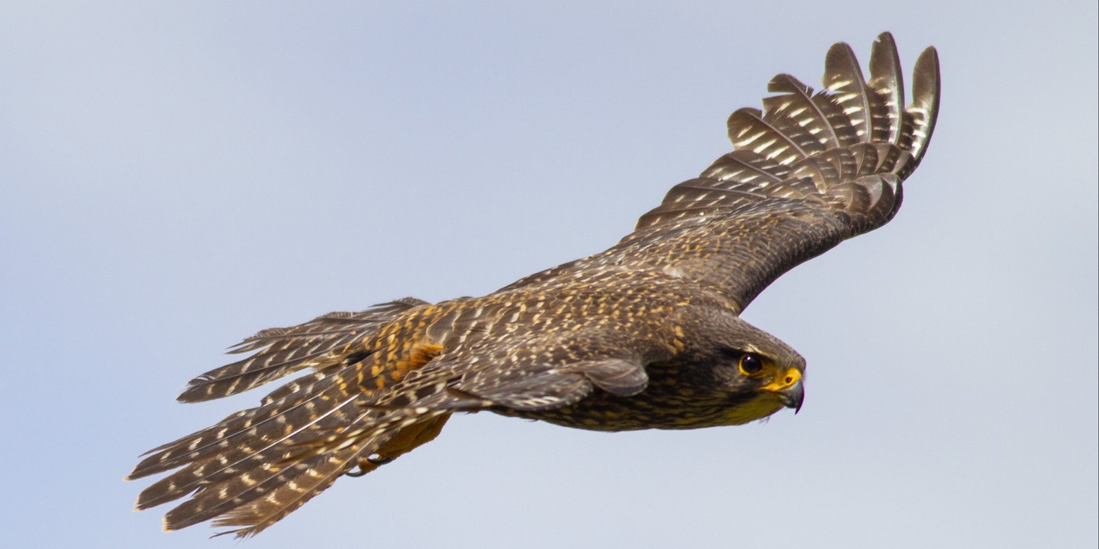 Banner image for Spring Bushcraft - Bird Language