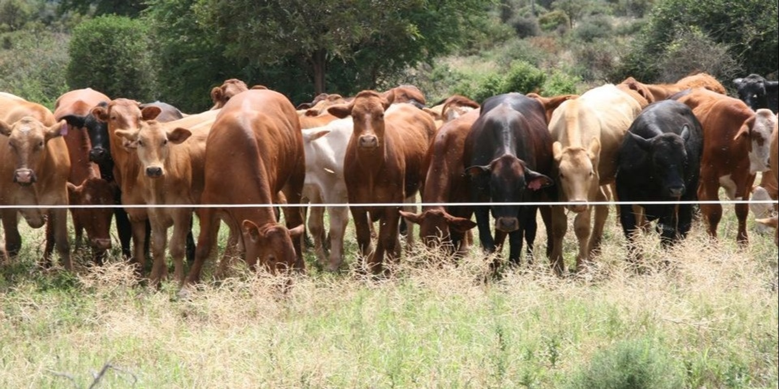 Australian Holistic Management Co-operative 's banner