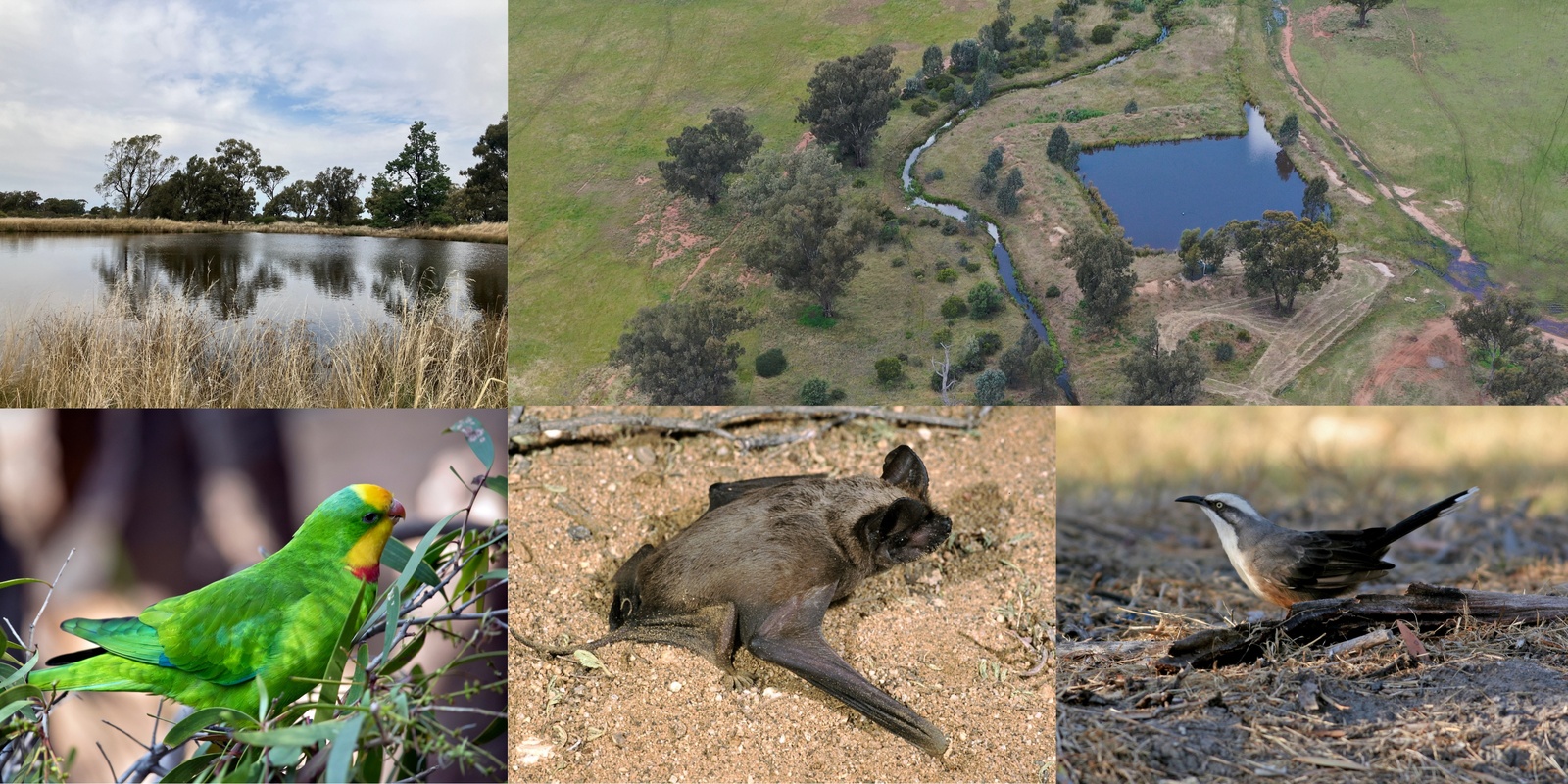 Banner image for Biodiversity Bush Bonanza