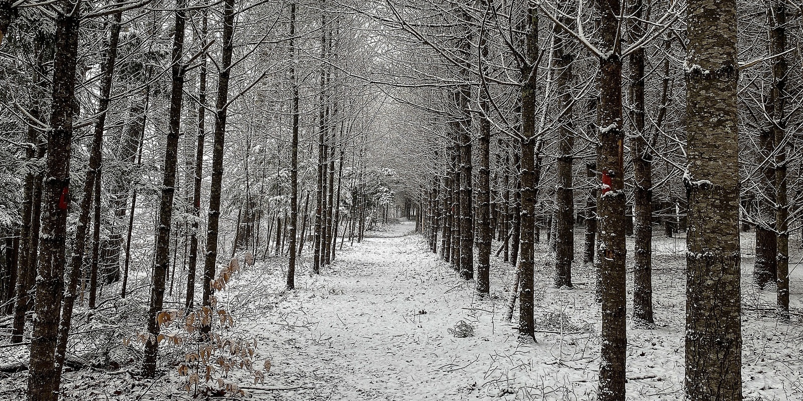 Banner image for Winter Solstice Stroll at River Bend Farm