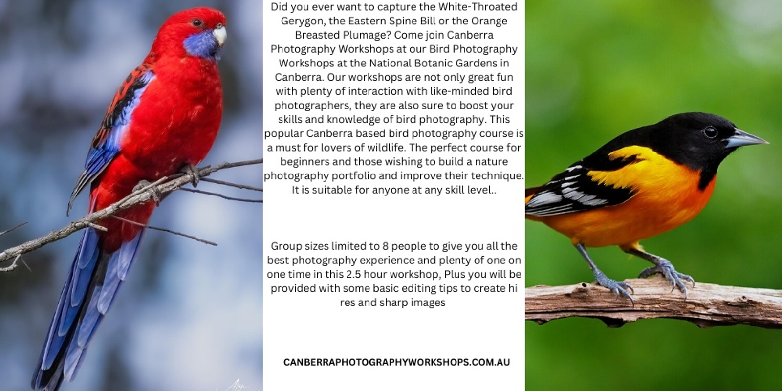 Banner image for Bird Photography Workshop 2024