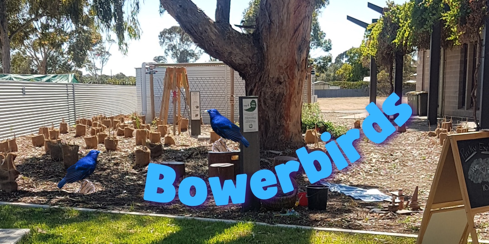 Banner image for Pirrku Explorers - Bowerbirds