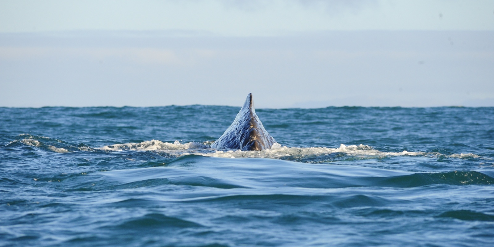 Banner image for Whale Tales and Dolphin Discoveries