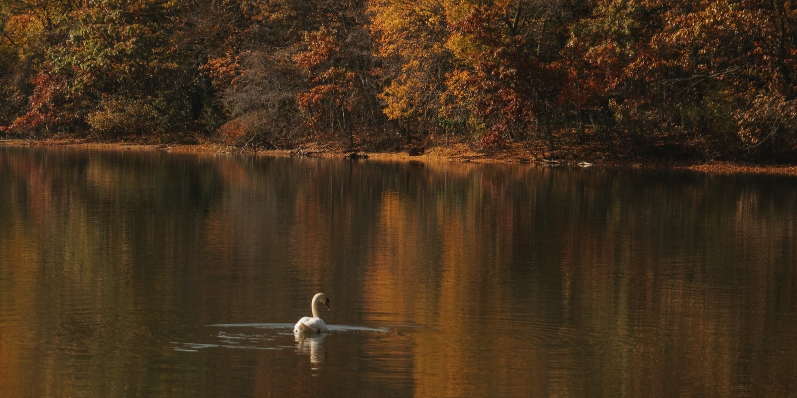 Banner image for Gratitude - Autumn Forest Bathing