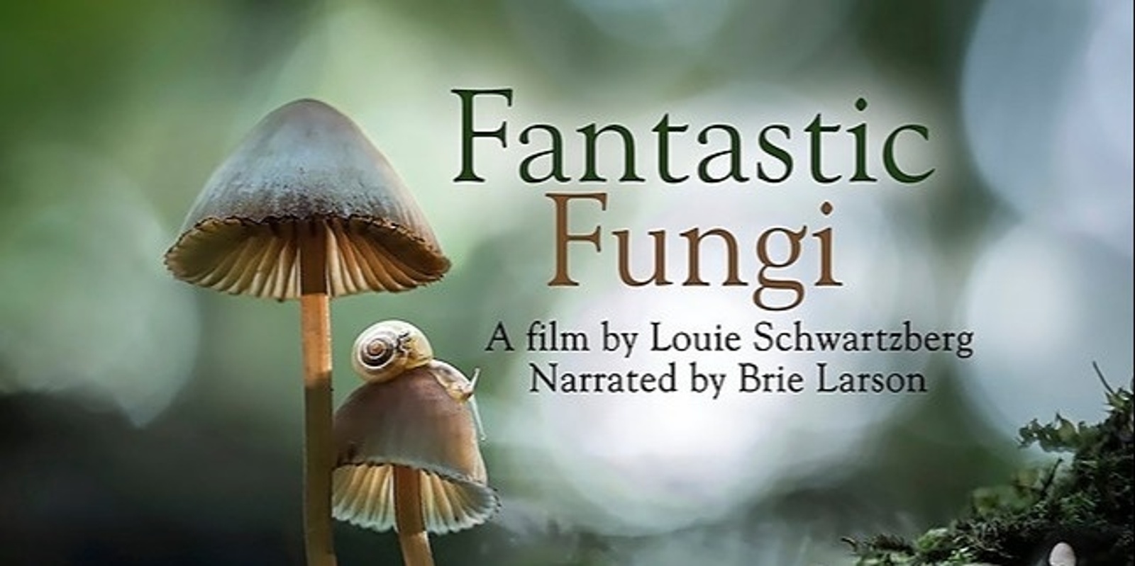 Banner image for Fantastic Fungi- Exclusive Melbourne Premiere