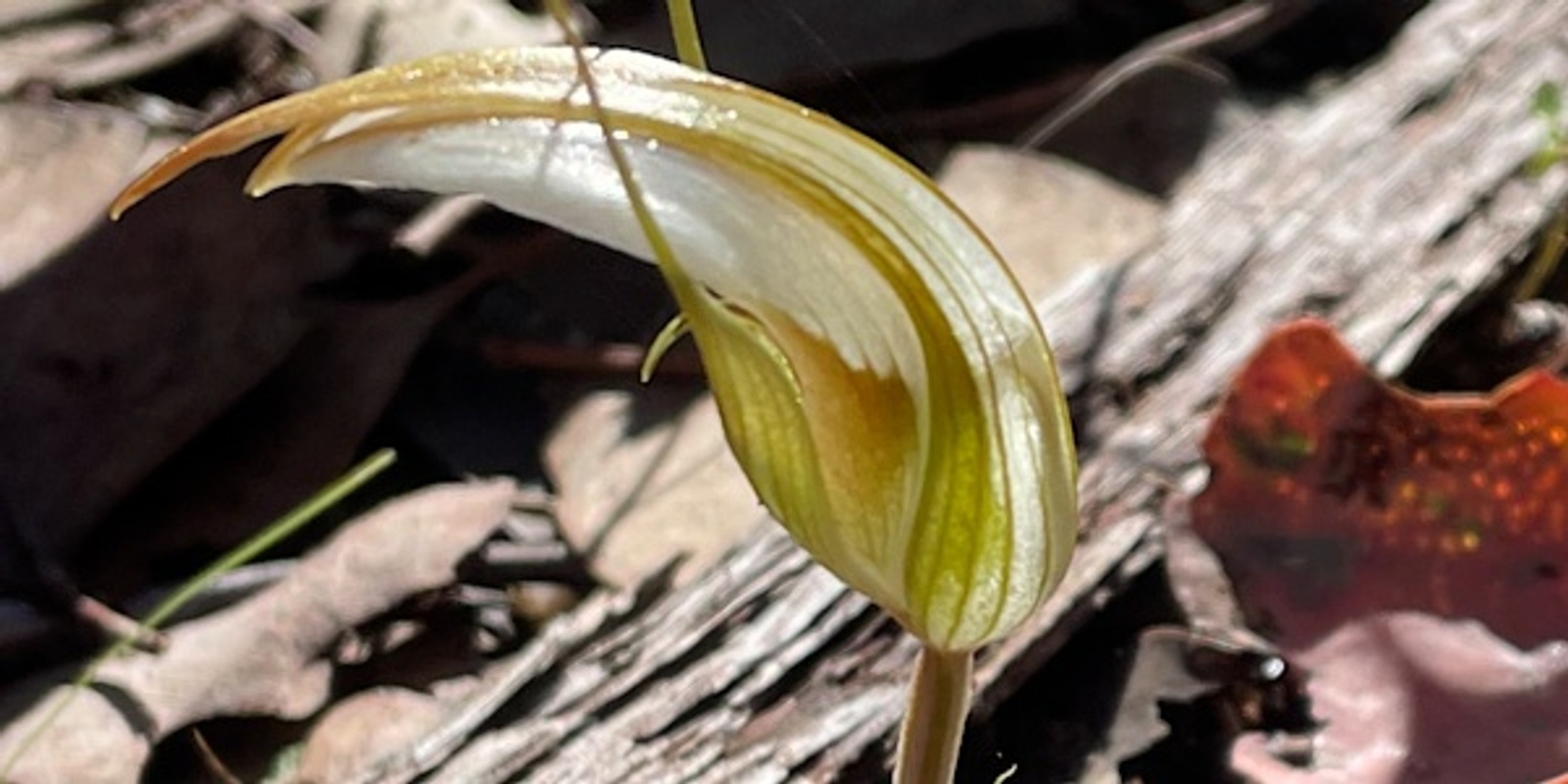 Banner image for 2024 Orchid and wildflower walk at Wooragee (second walk) 