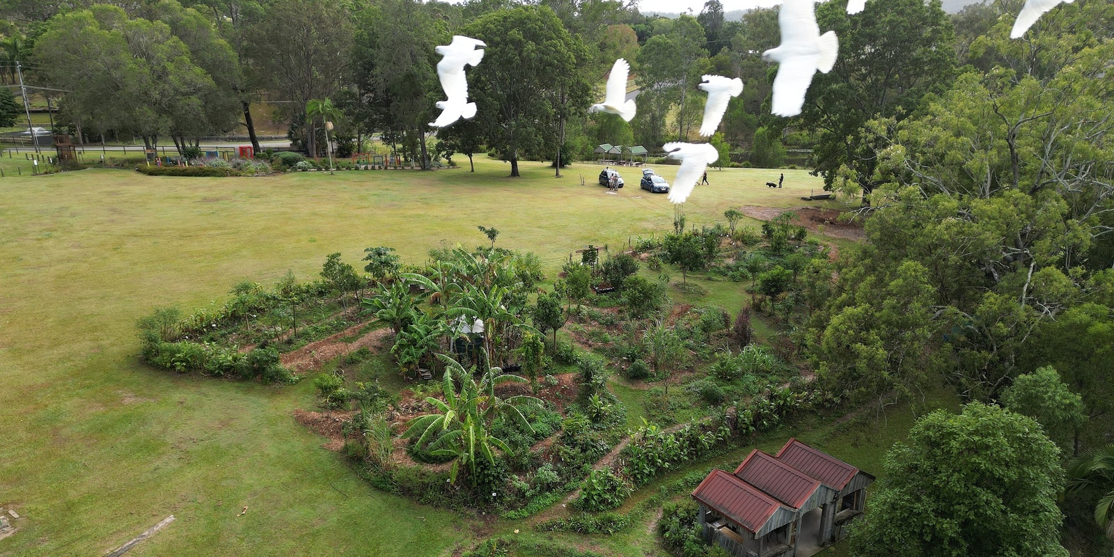 Banner image for Gecko Talks - Urban Edible Rainforest