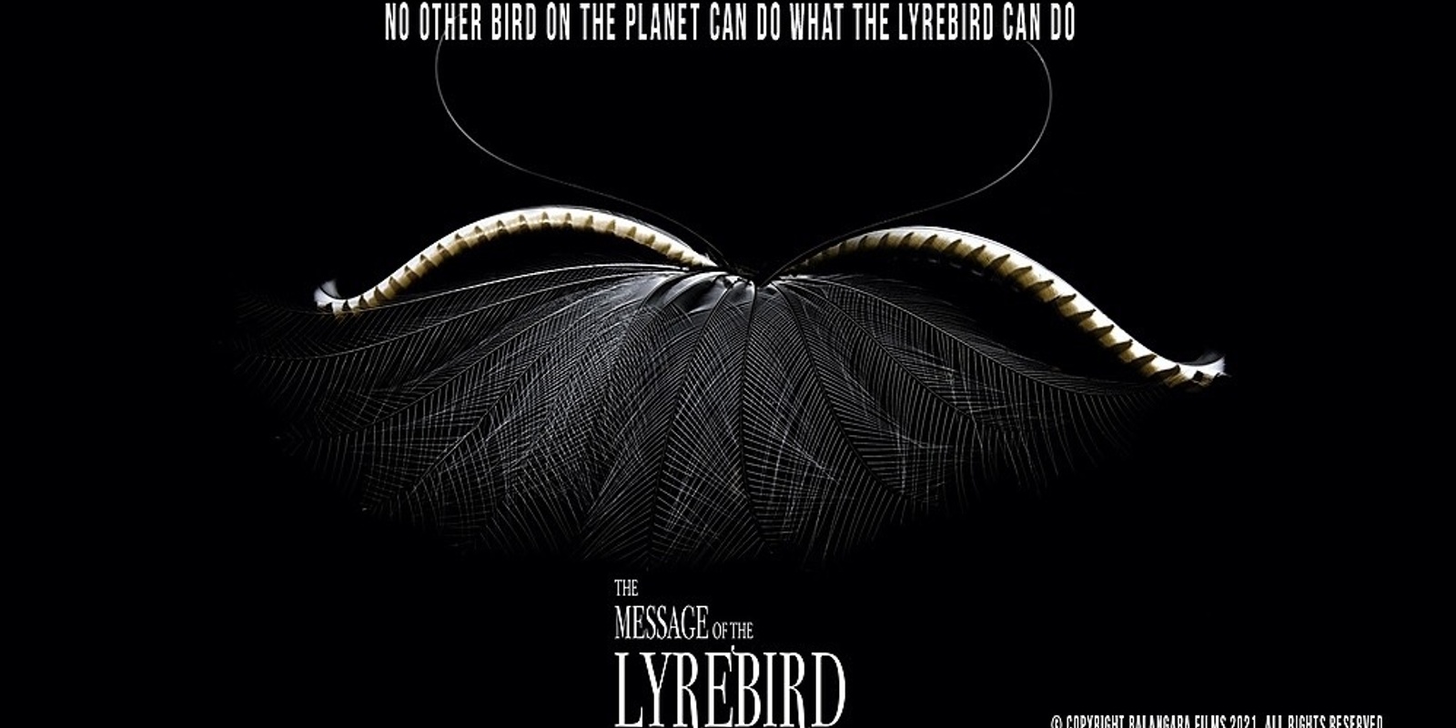 Banner image for The Message of the Lyrebird