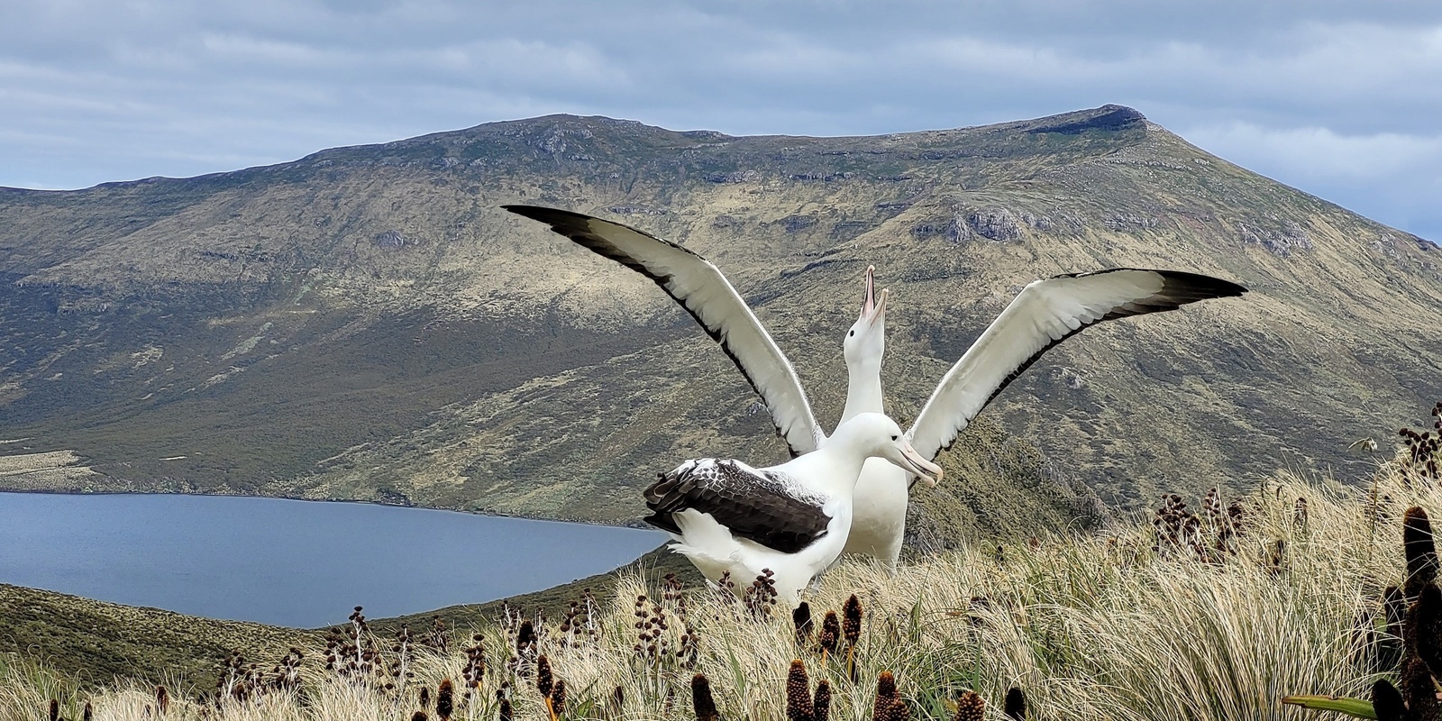 Banner image for Art and the Albatross - an Exhibition and Talk by Chrissy Wickes