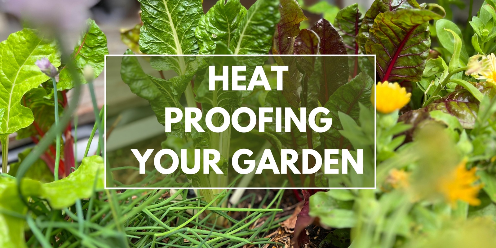 Banner image for Heat Proofing Your Garden