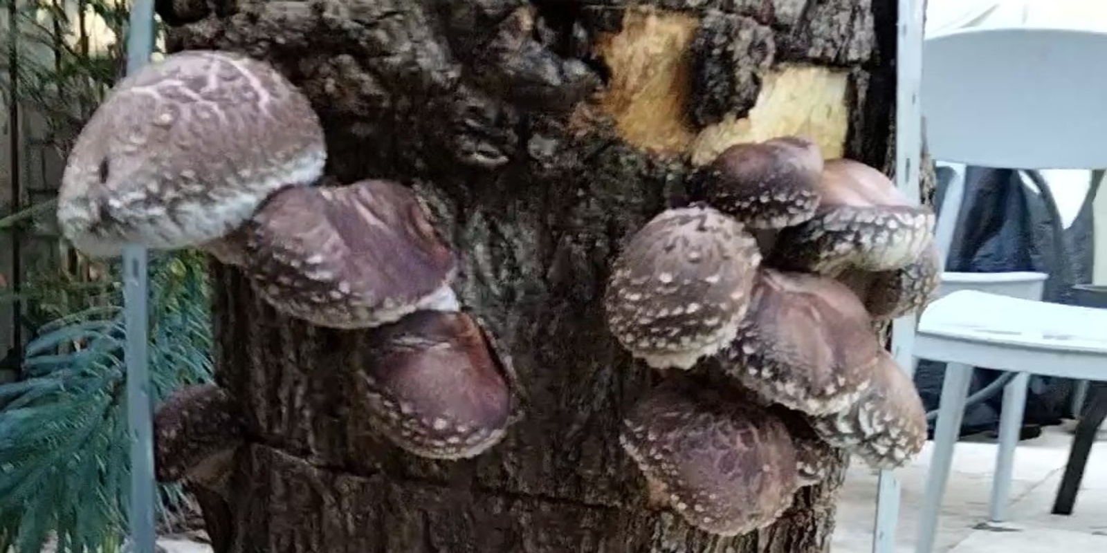 Banner image for Mushroom Log Making at Bellarine Fungi