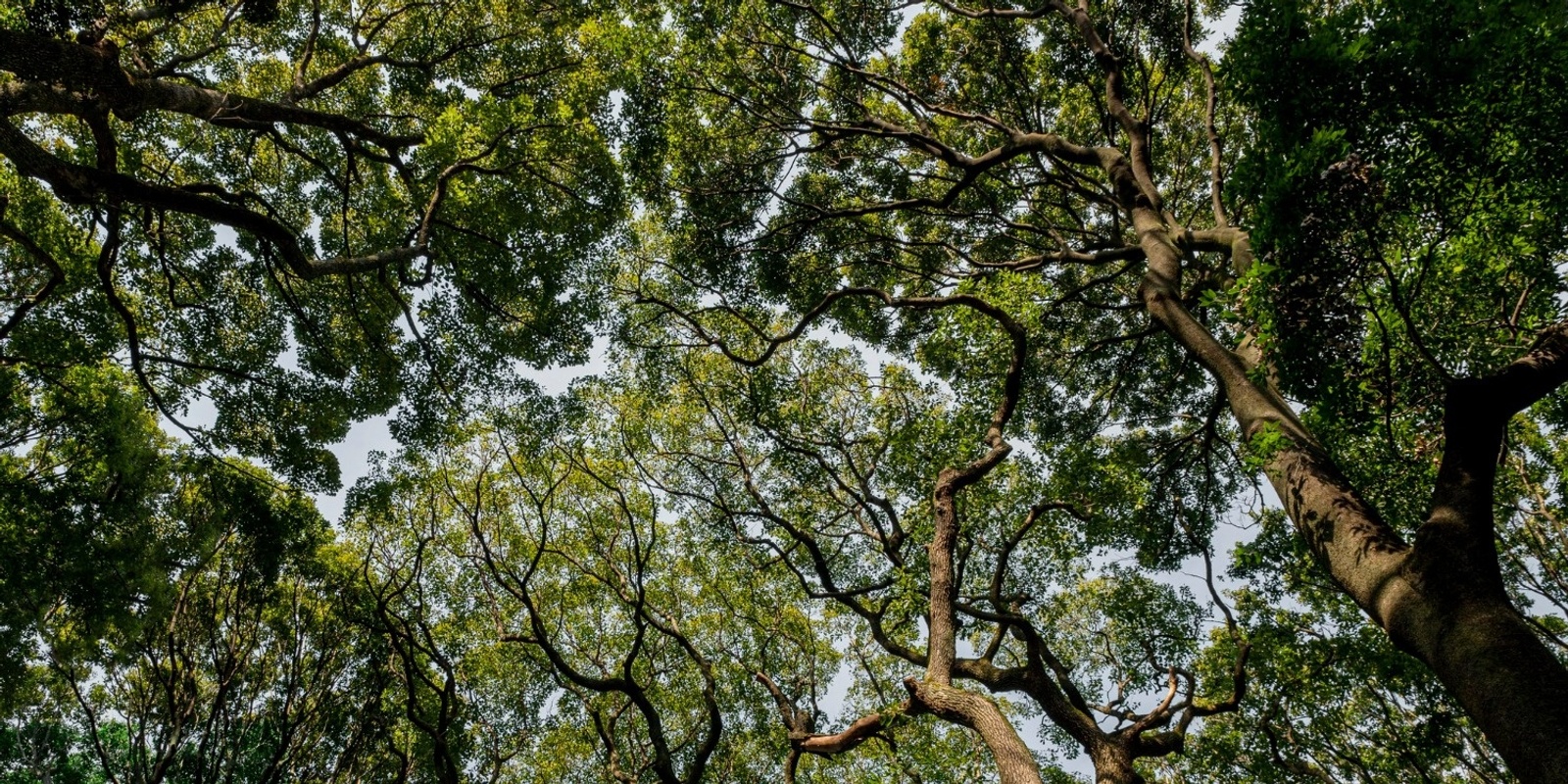 Banner image for Time for Stories Under the Trees