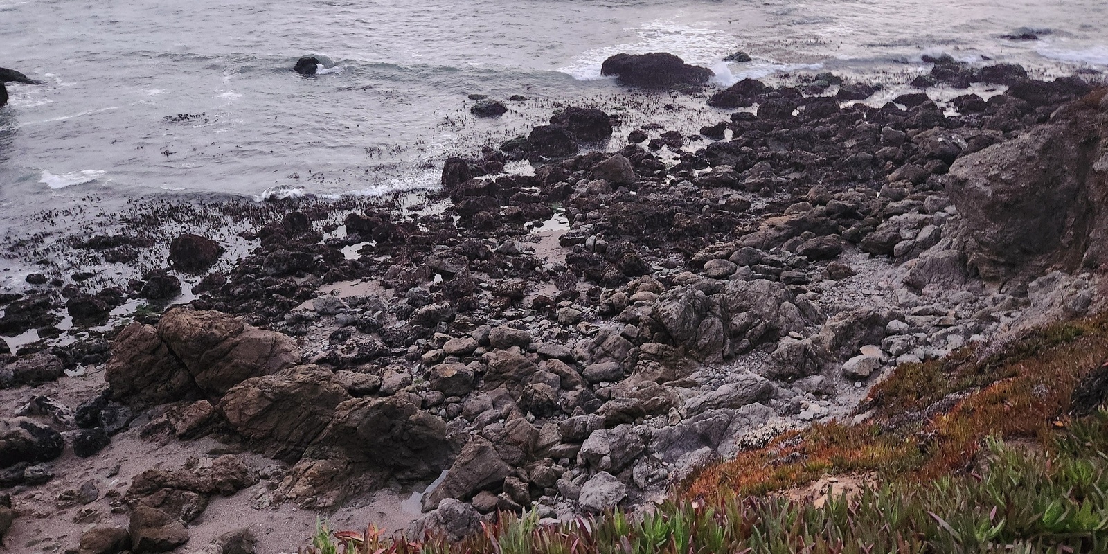 Banner image for Queer Tidepooling: North Coast - Community Science at Carmet Beach