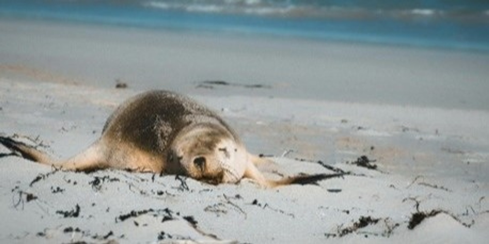 Banner image for Summer School Holidays - On the shore and Beneath the waves