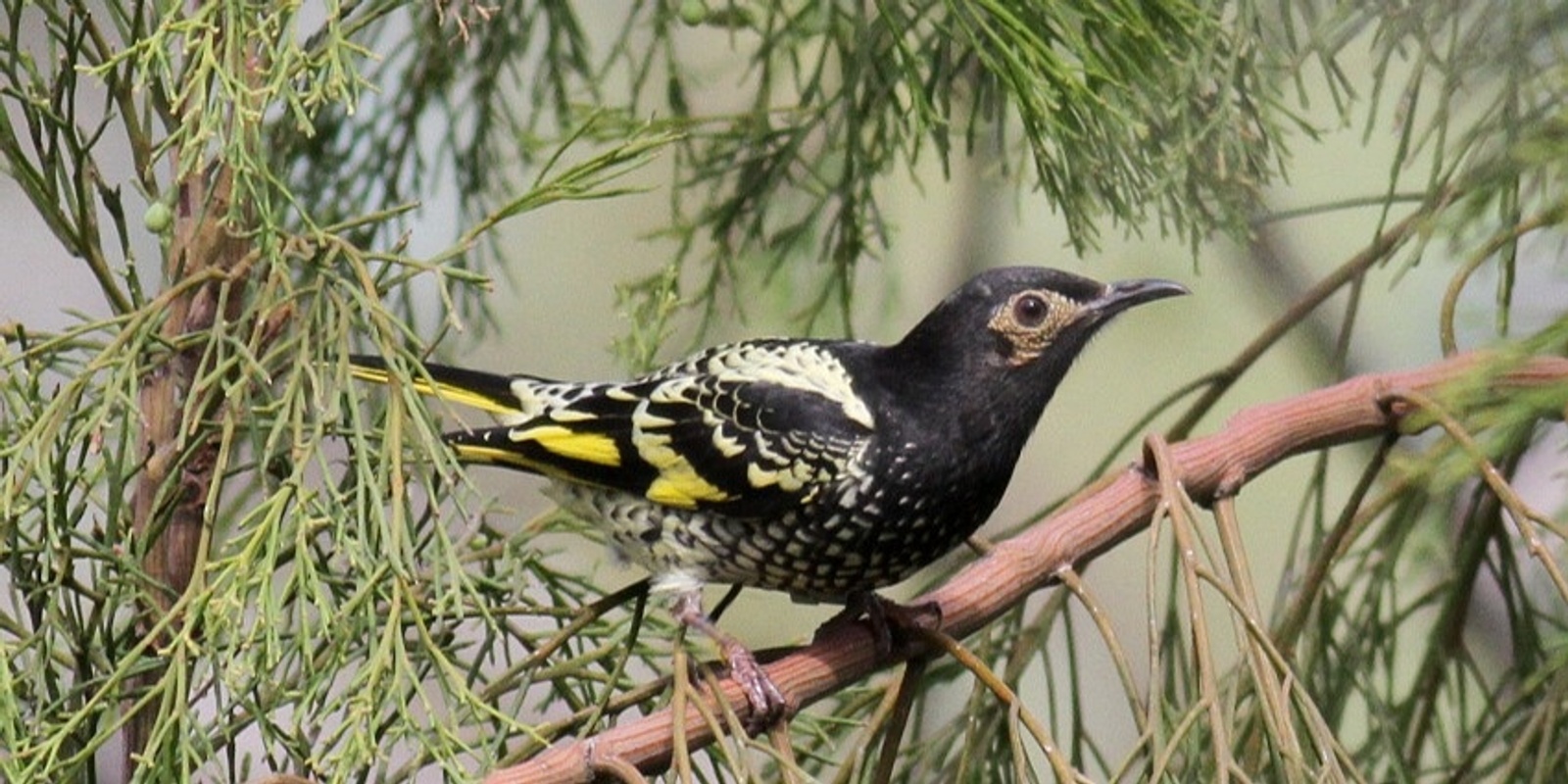 'Mulgoa Valley: A Treasure Trove of Bush, Birds and Biodiversity'