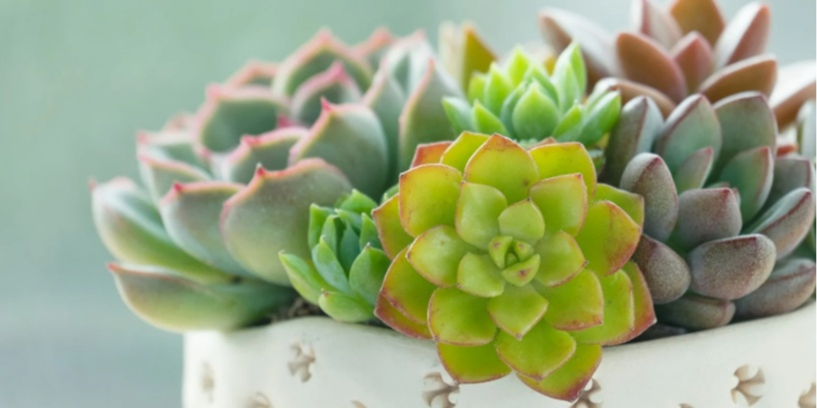 Banner image for Succulents: The art of arrangement @ The Sanctuary, Yundi