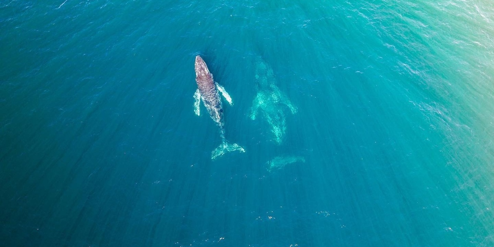 Banner image for Whale Watching Cruise from Manly