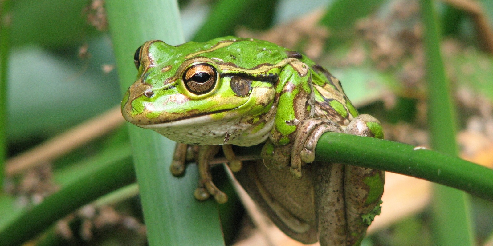 Banner image for Frog Night Stalk — GET WILD ABOUT WETLANDS