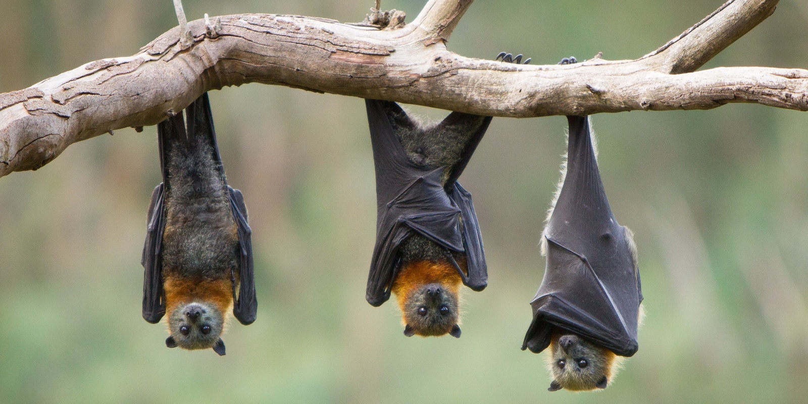 Banner image for Get Batty | School Holiday Kids Workshop