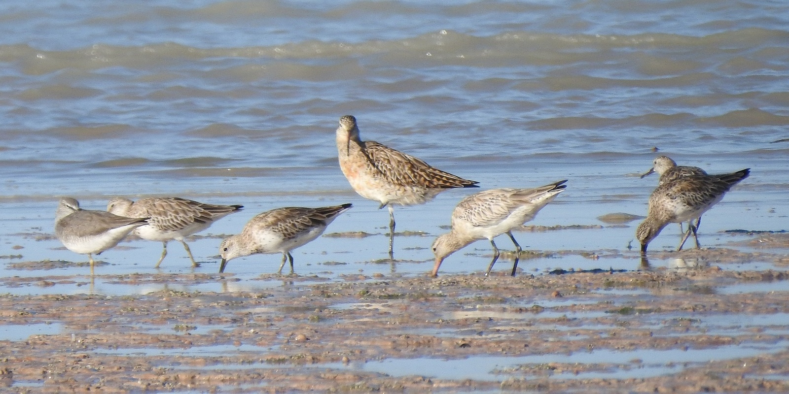 Banner image for Friends of Adelaide International Bird Sanctuary Annual General Meeting 2024