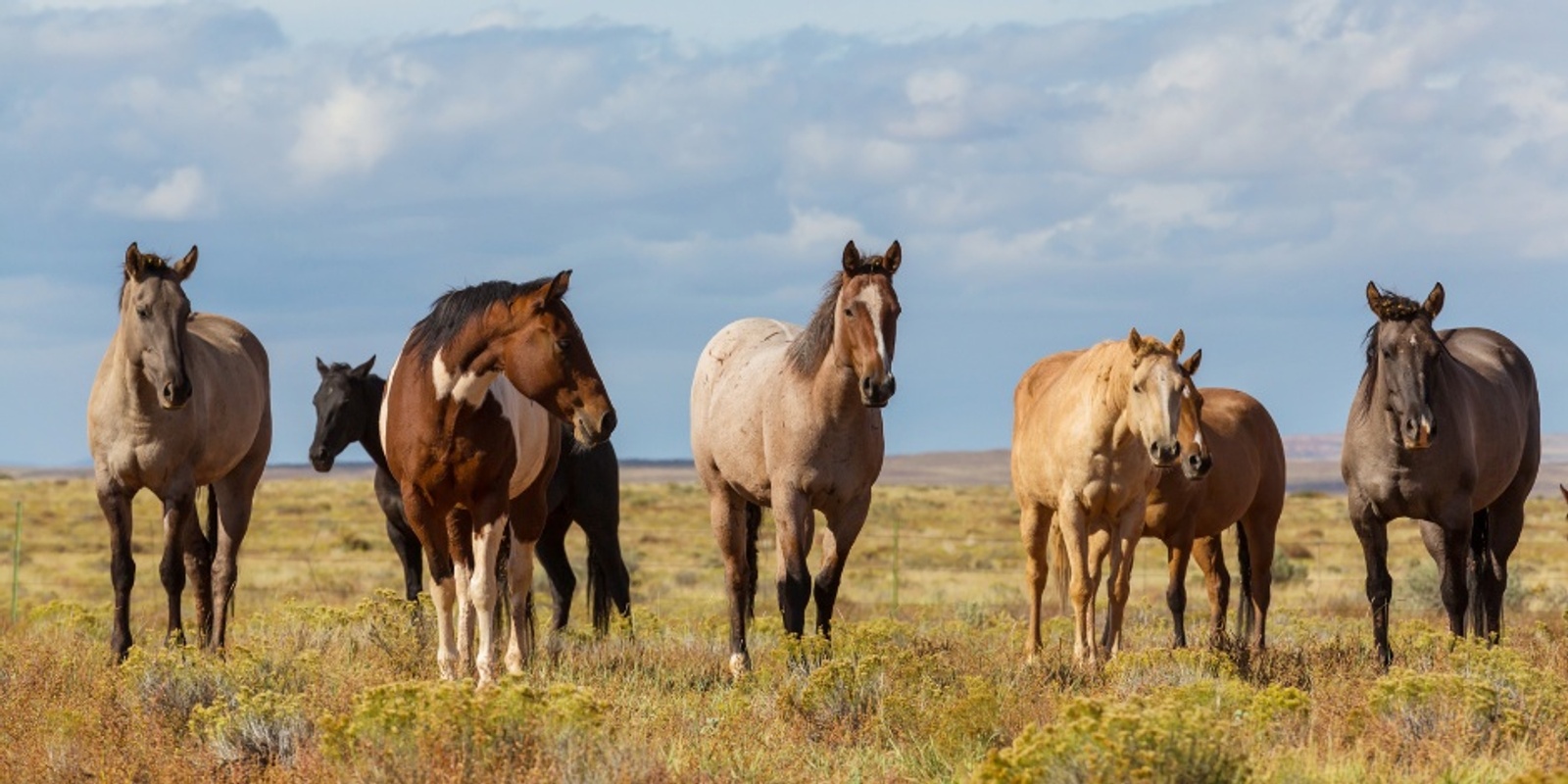 Banner image for Land Management for Horse Owners - Stuart Myers