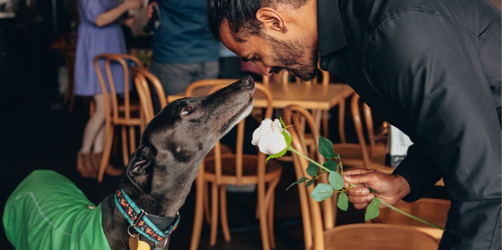 Banner image for Blind date with Greyhounds (1:1 guaranteed)