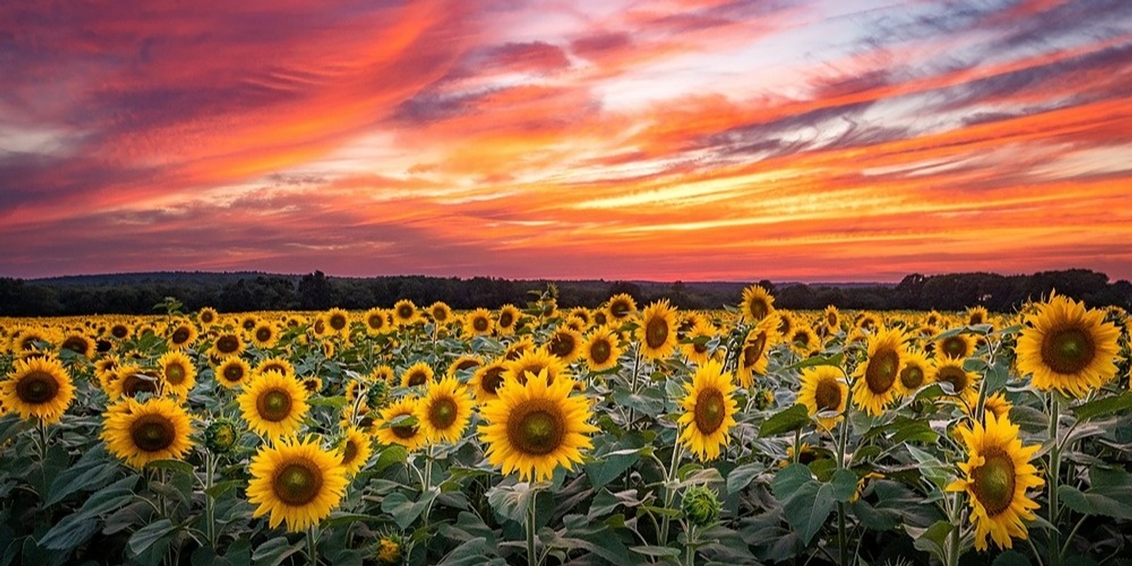 Banner image for Sunflowers at Sunset