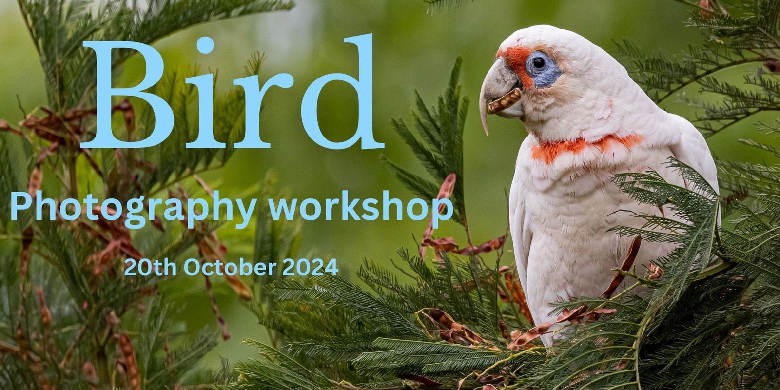 Banner image for Bird Photography Workshop