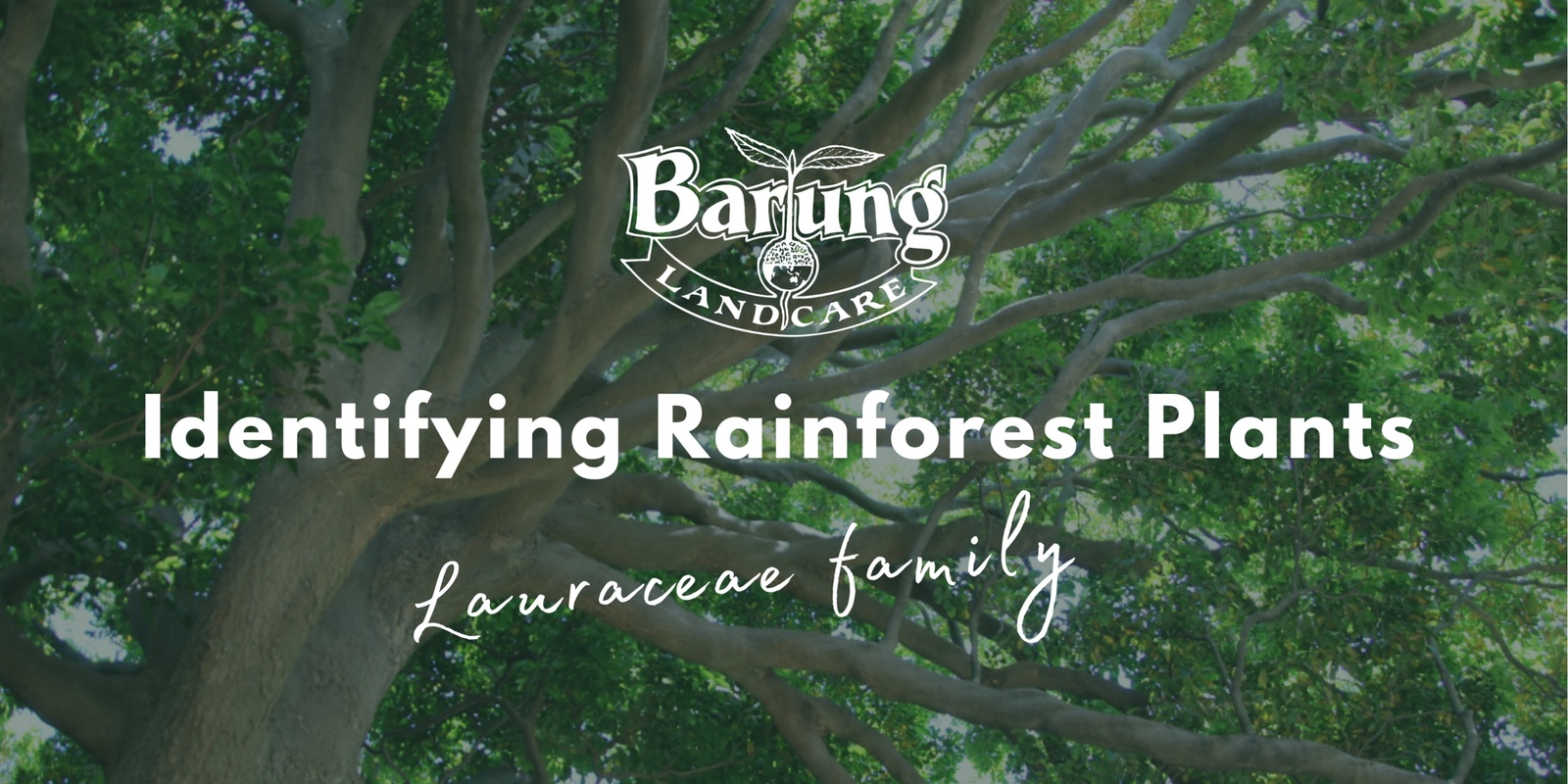 Banner image for Identifying Rainforest Plants of the Blackall Range: the family Lauraceae