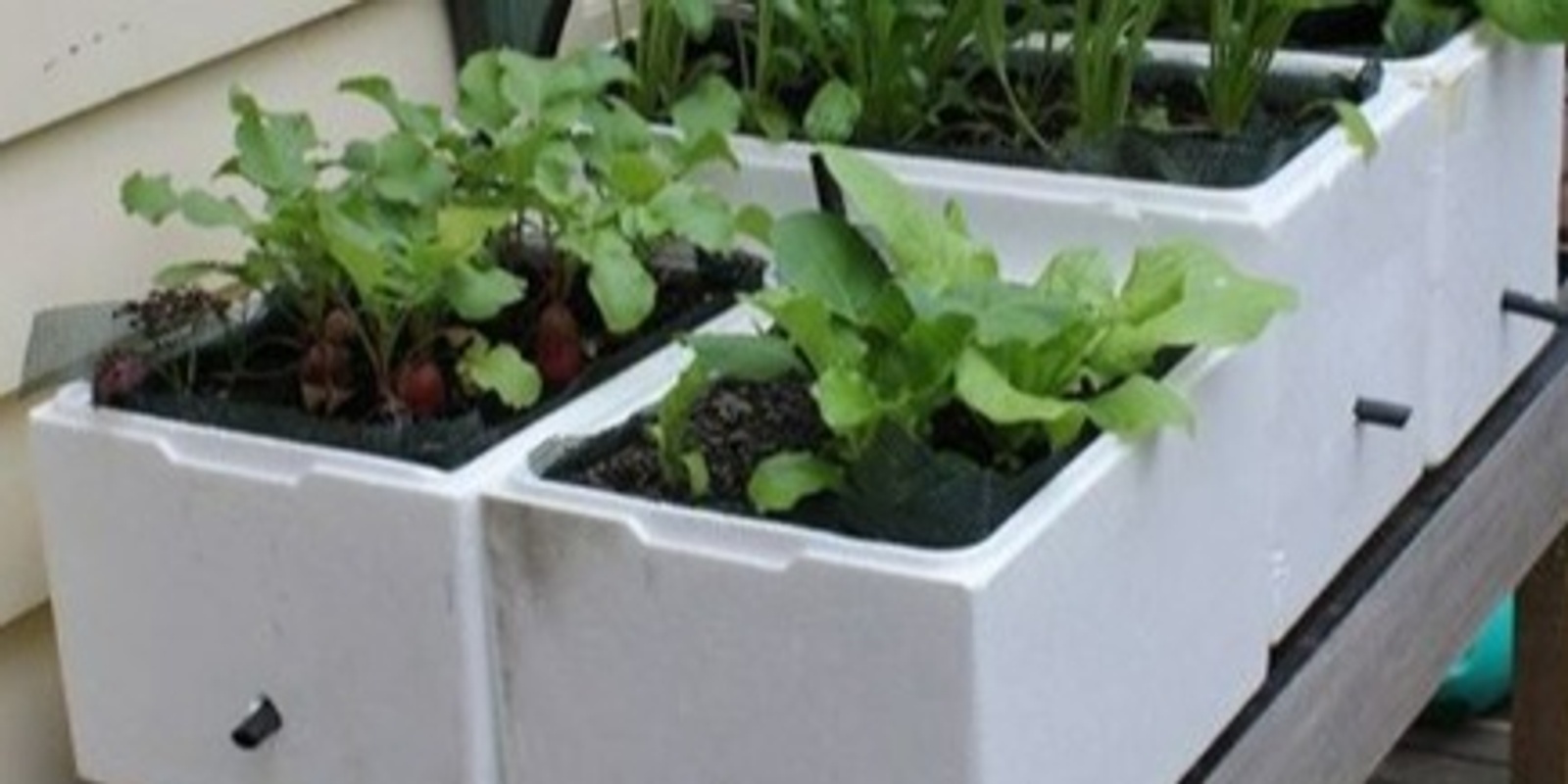 Banner image for Sustainable and Low Waste Gardening Series - Workshop 3 - Wicking Beds in Small Spaces