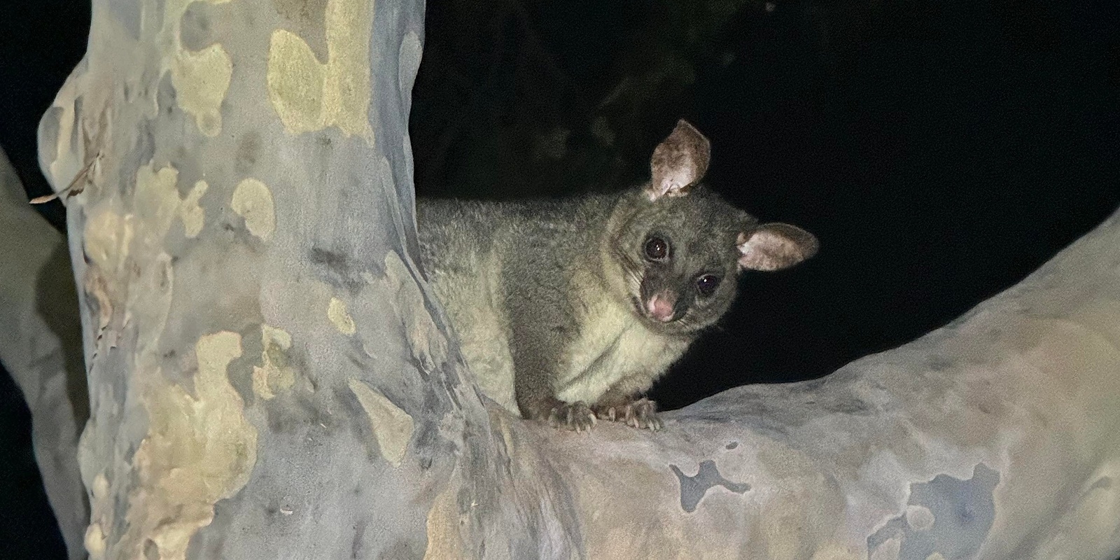 Banner image for Our diverse Adelaide Park Lands: bats and possums